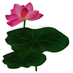 荷花元素