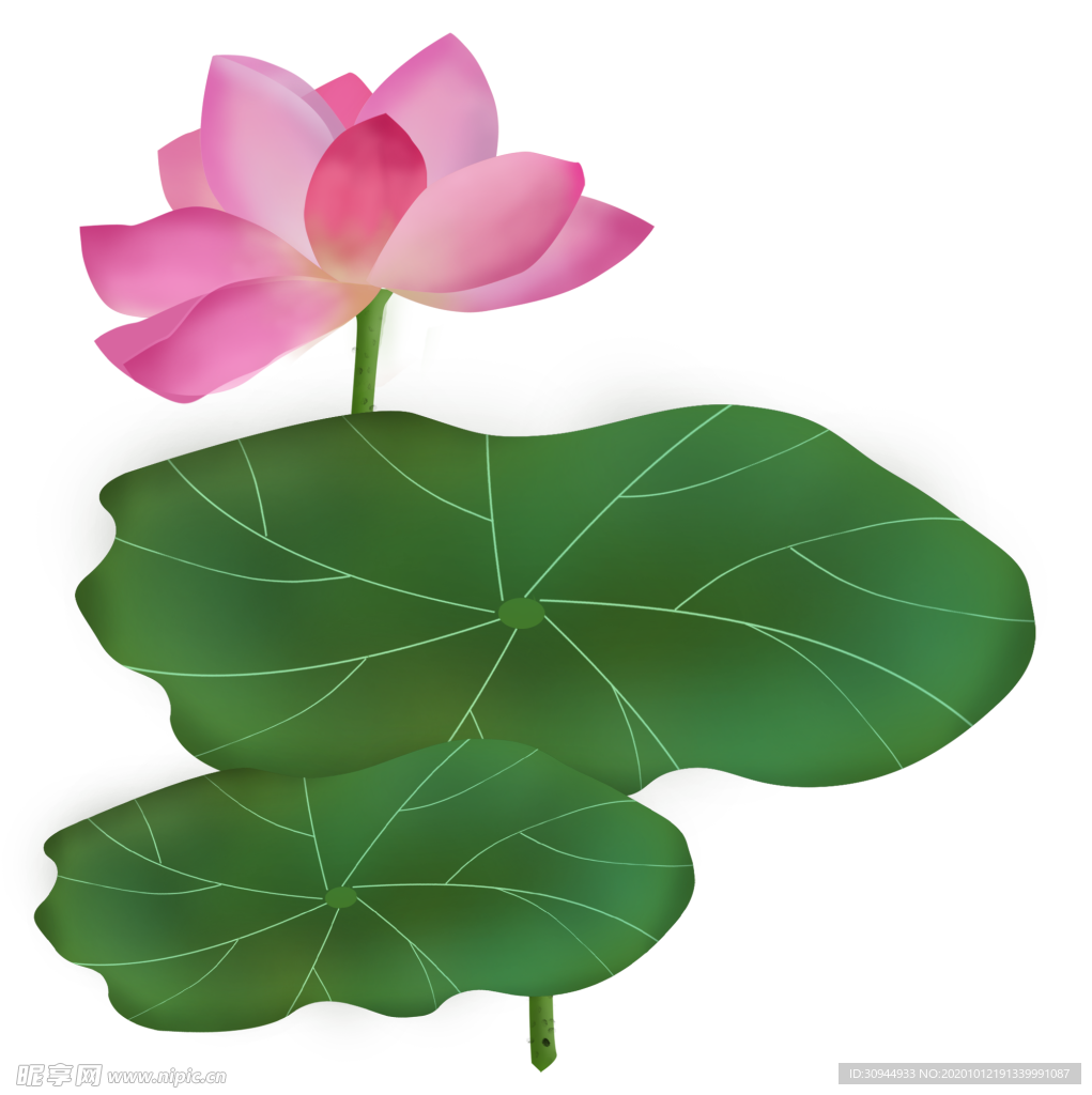 荷花元素