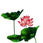 荷花元素