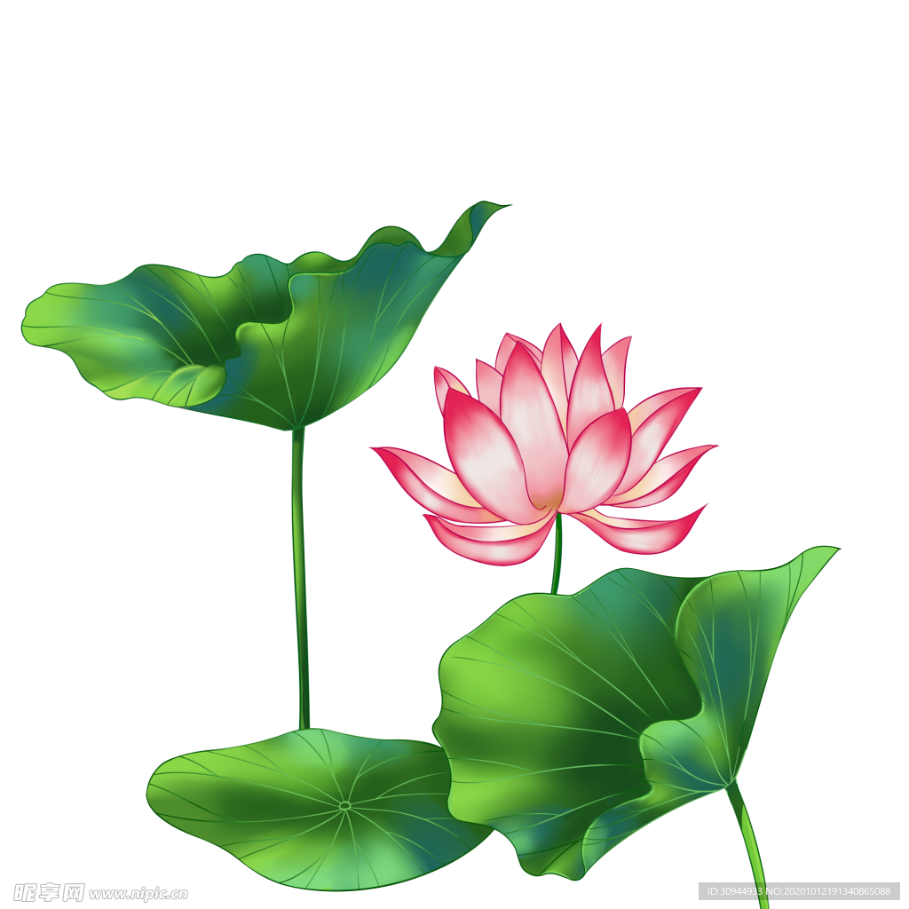 荷花元素