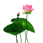 荷花元素