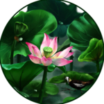 荷花元素