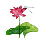 荷花元素
