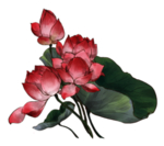 荷花元素