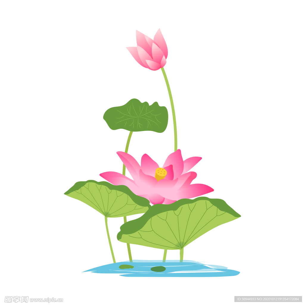 荷花元素