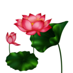 荷花元素