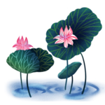 荷花元素