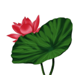 荷花元素