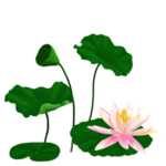 荷花元素