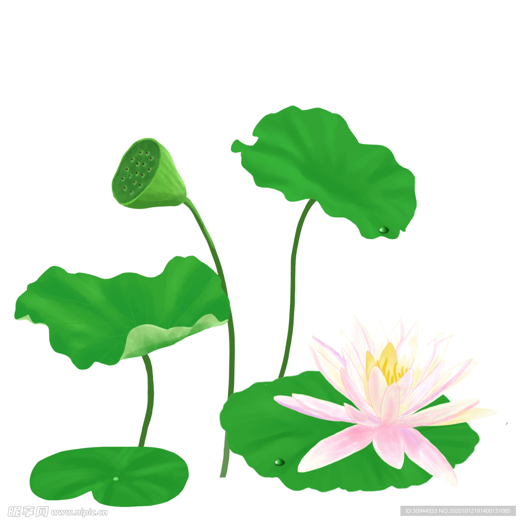 荷花元素