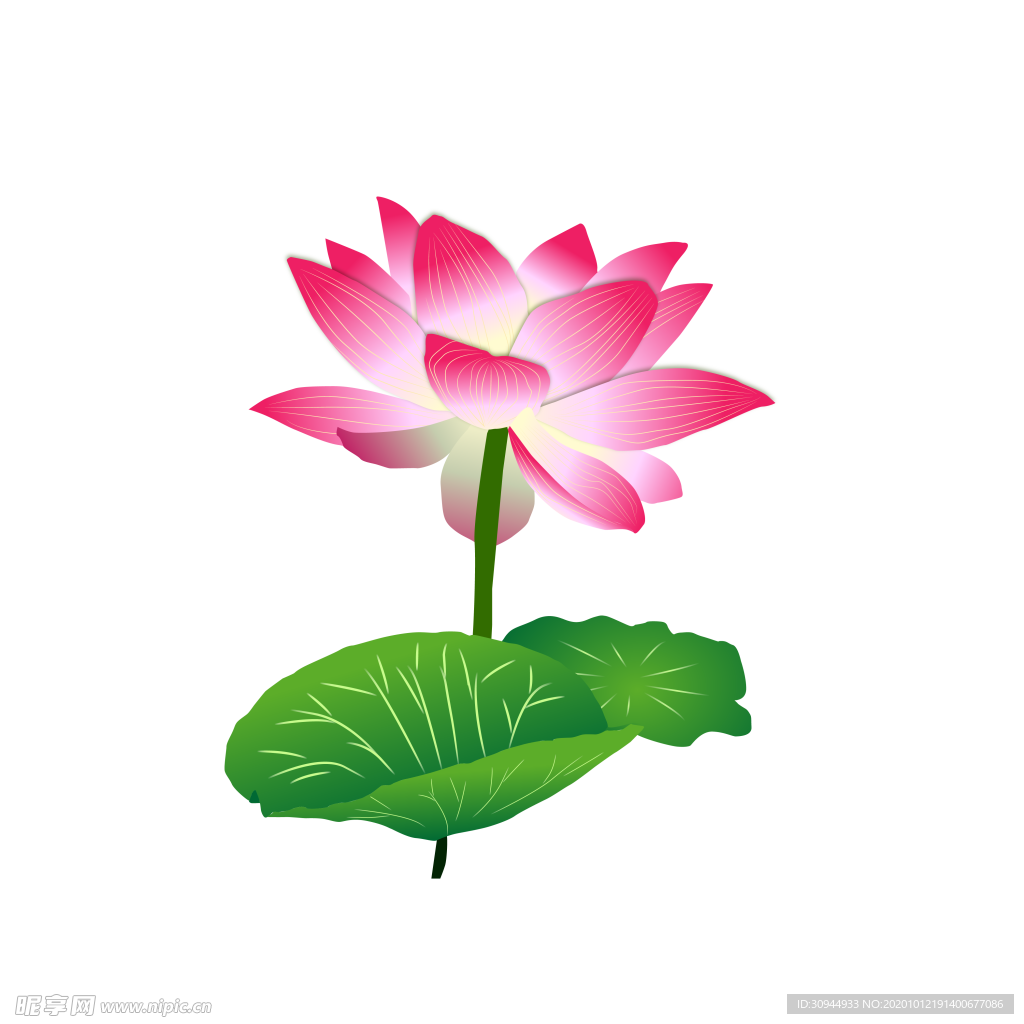 荷花元素