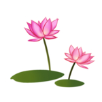 荷花元素