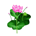 荷花元素