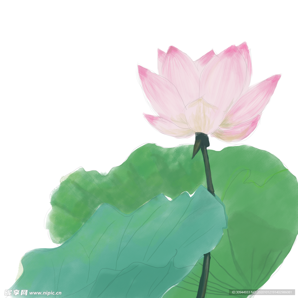 荷花元素