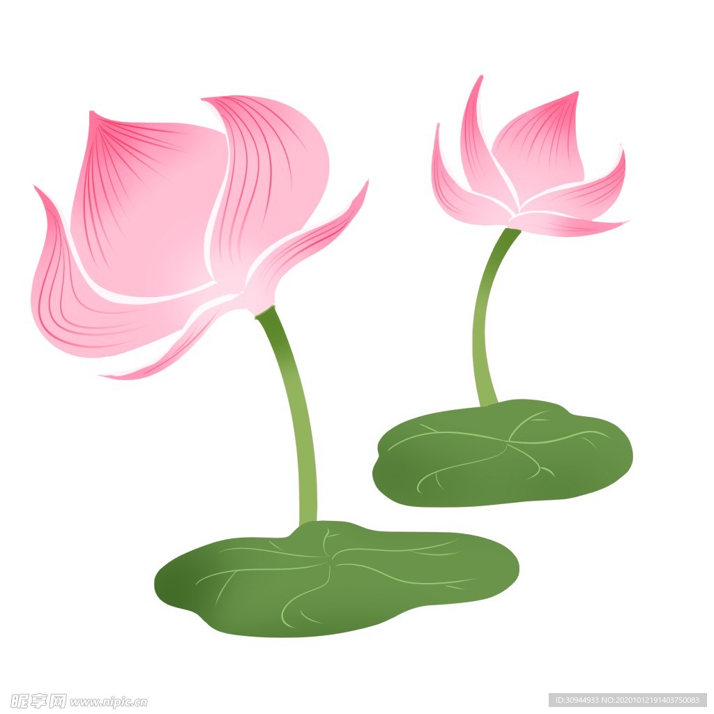 荷花元素