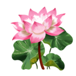 荷花元素