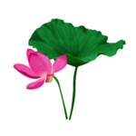 荷花元素