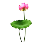 荷花元素