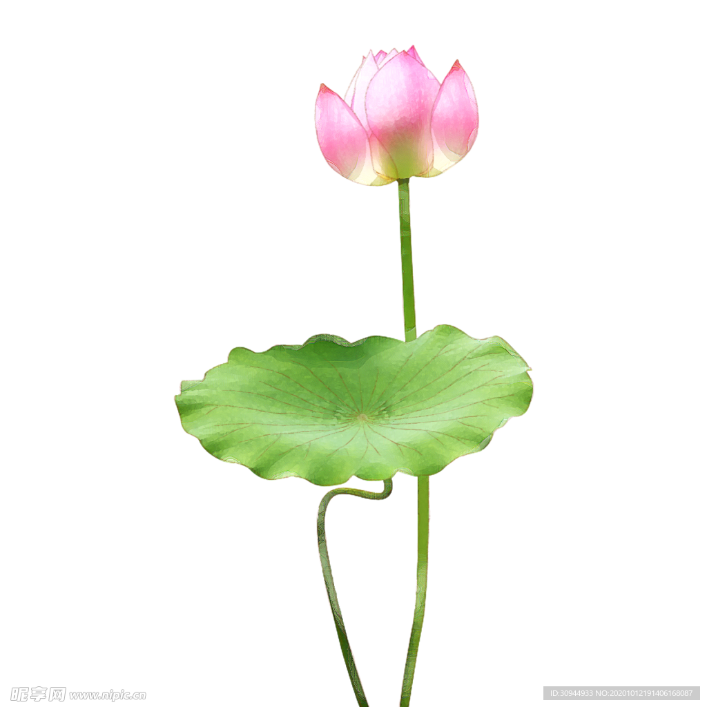 荷花元素