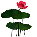 荷花元素