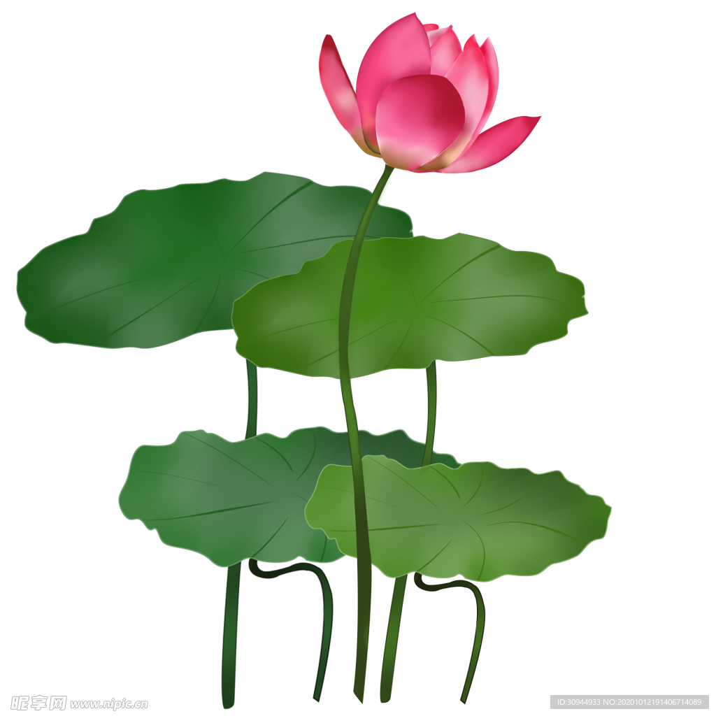 荷花元素