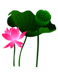 荷花元素