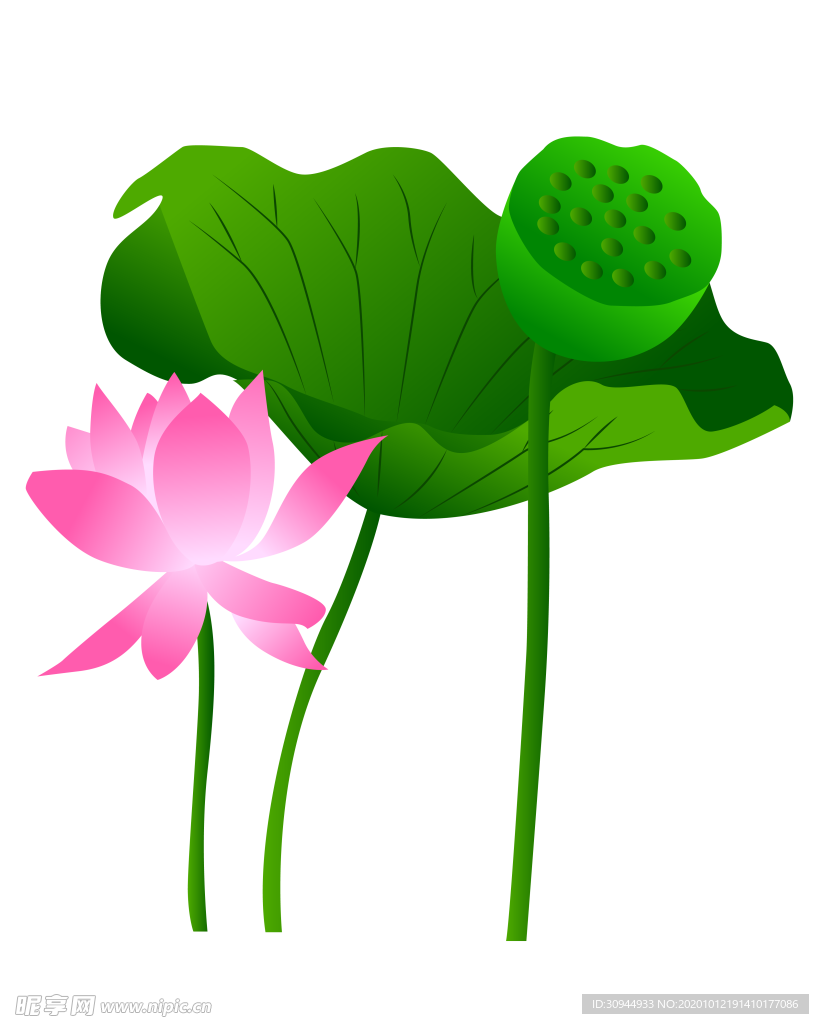 荷花元素