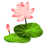 荷花元素