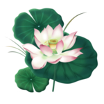 荷花元素