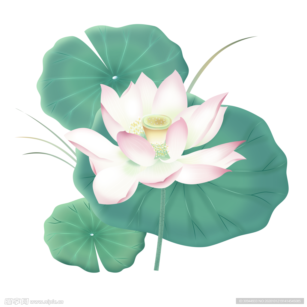 荷花元素
