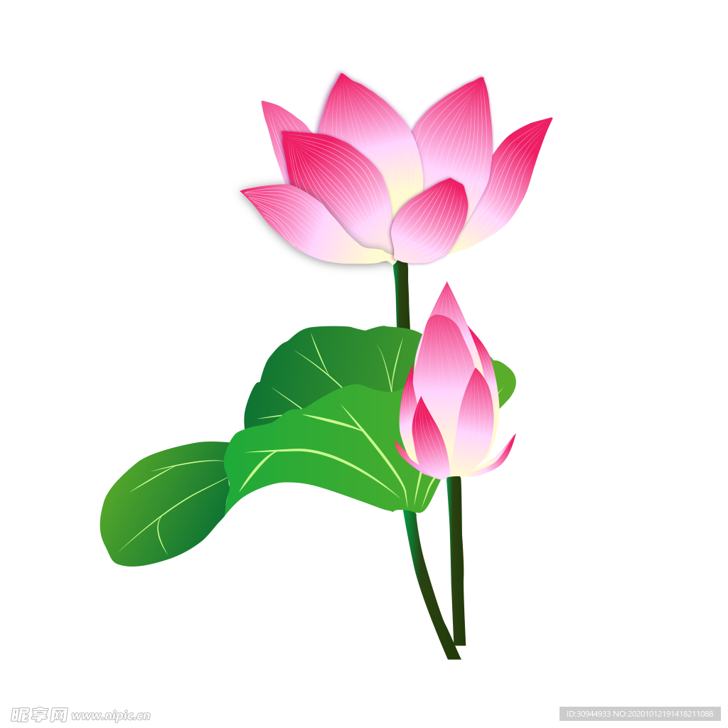 荷花元素