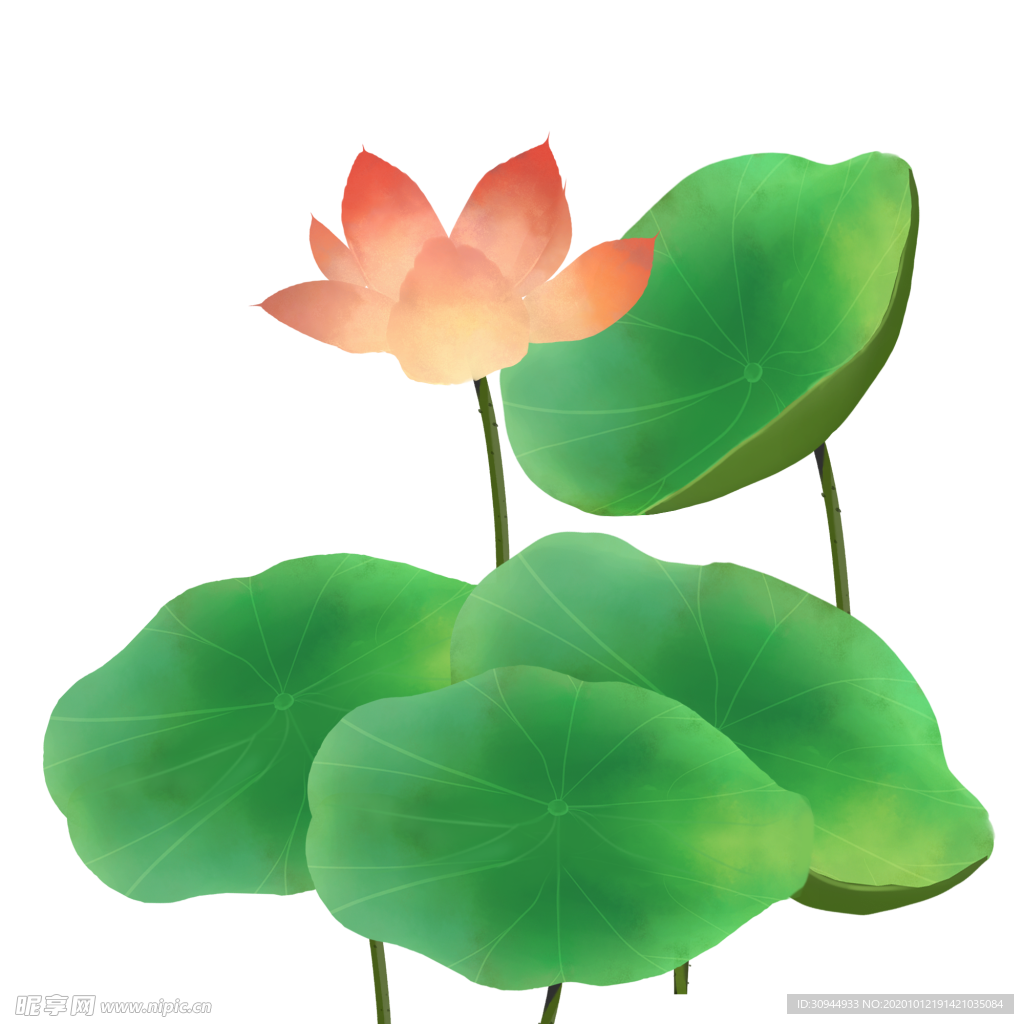 荷花元素