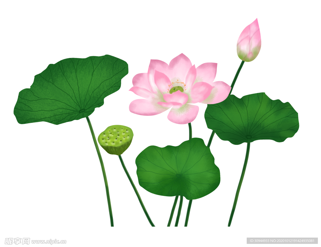 荷花元素