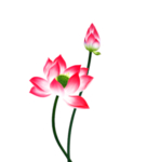 荷花元素