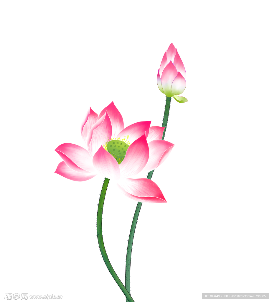 荷花元素
