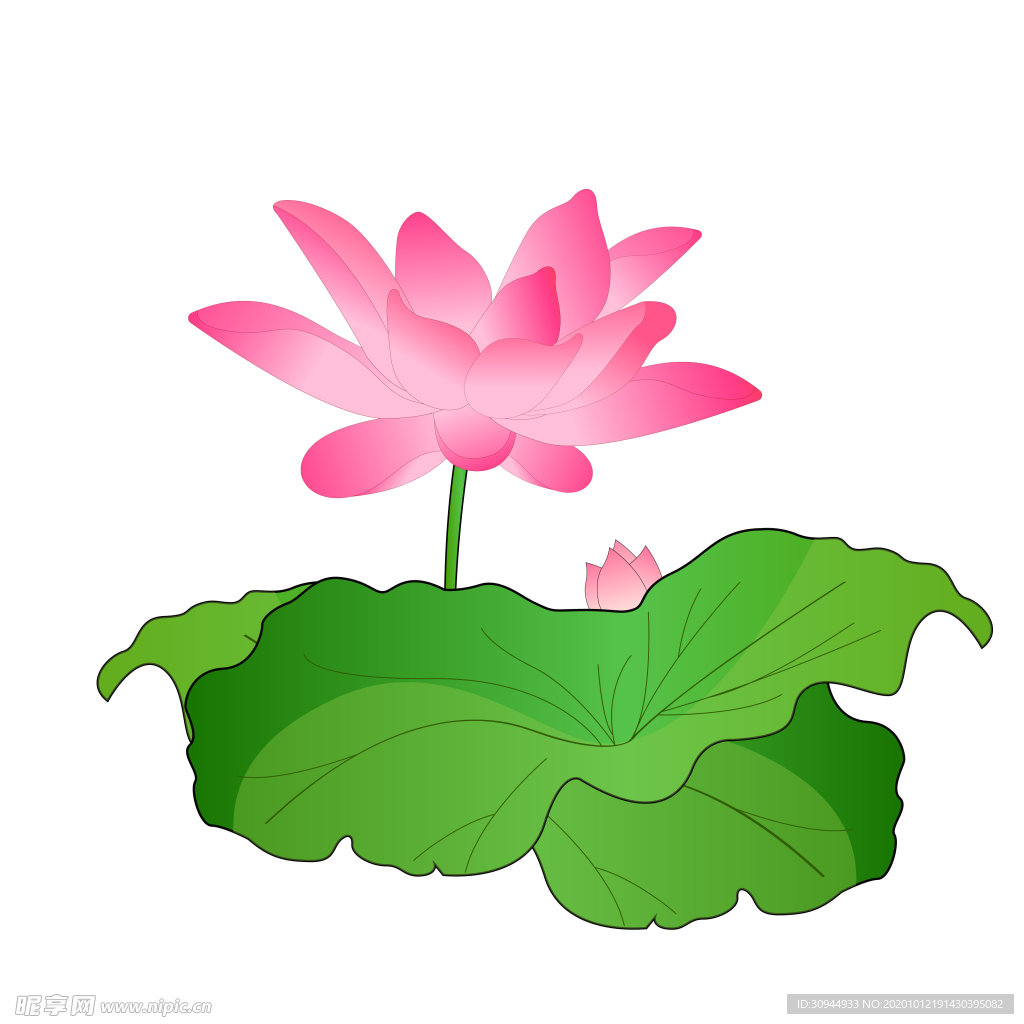 荷花元素