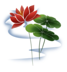 荷花元素