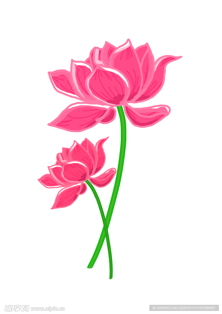 荷花元素