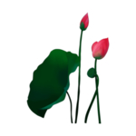 荷花元素