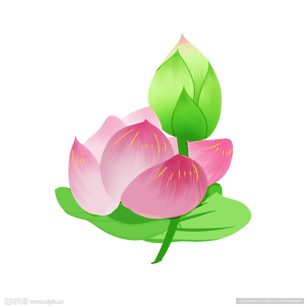 荷花元素