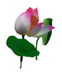 荷花元素
