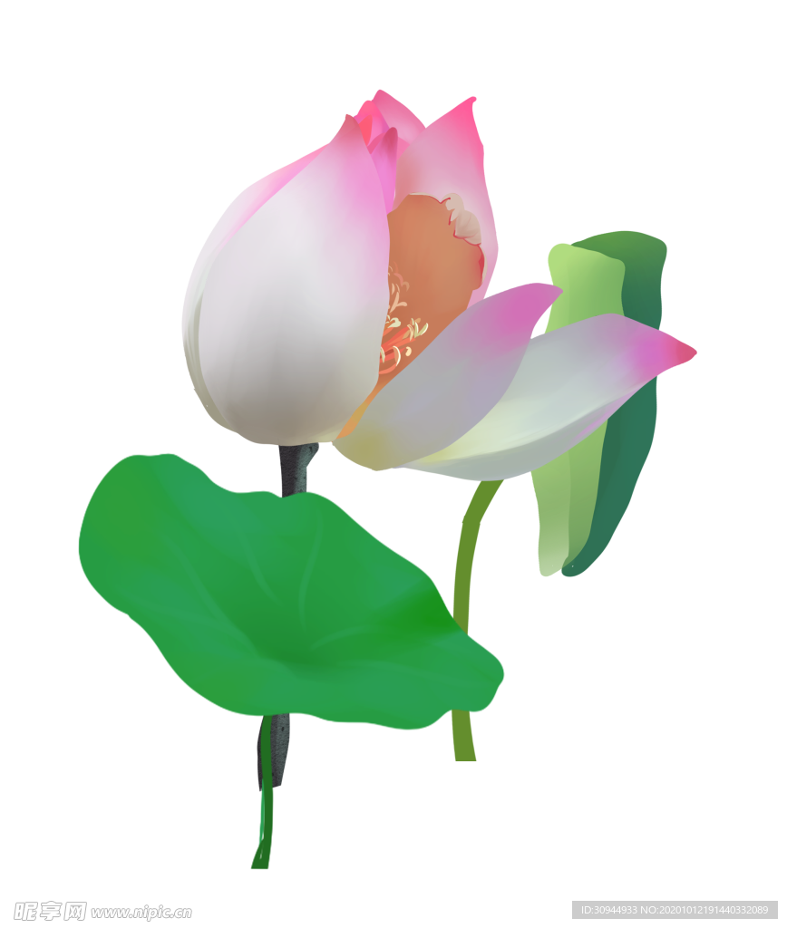 荷花元素
