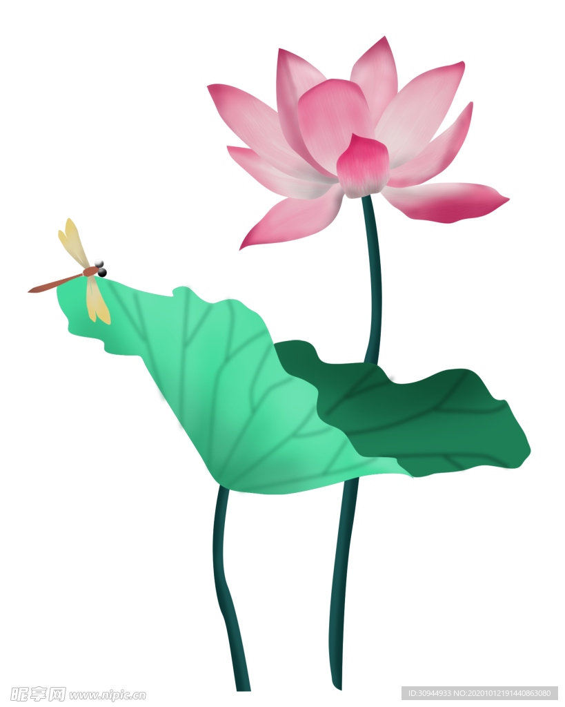荷花元素