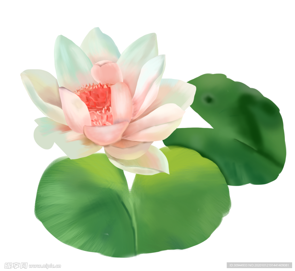 荷花元素