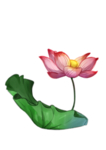 荷花元素