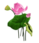 荷花元素