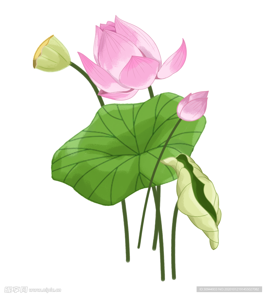 荷花元素