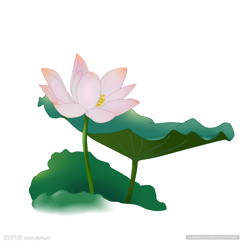 荷花元素