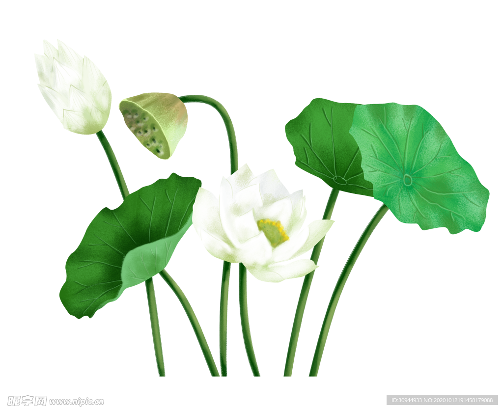 荷花元素