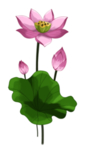 荷花元素